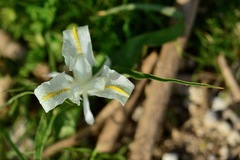 Iris palaestina