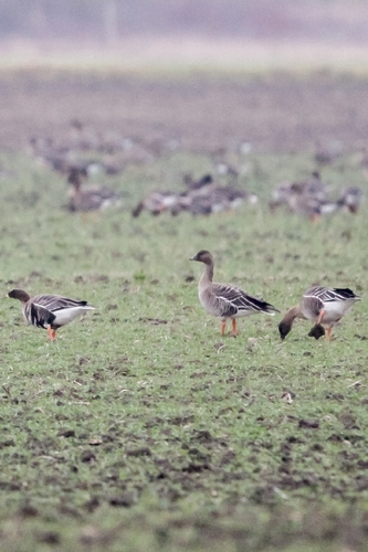 Tundra Bean Goose (Anser serrirostris), photo 4