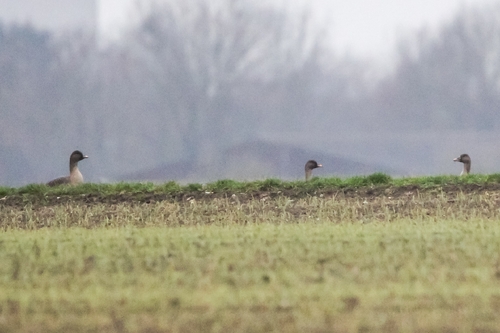 Tundra Bean Goose (Anser serrirostris), photo 5