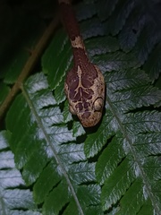 Blunt-Headed Treesnake photo 2