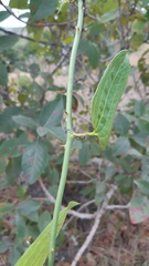 Smilax moranensis