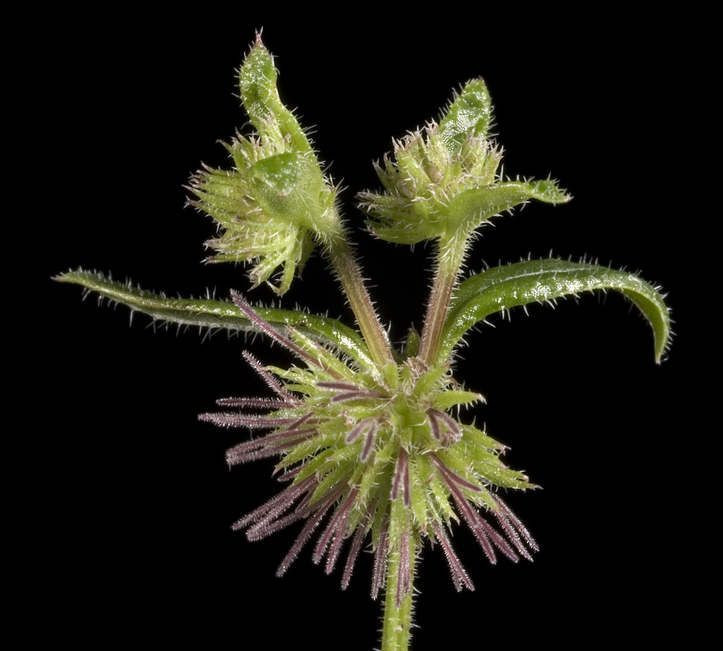 Opercularia echinocephala
