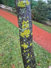Xanthoria parietina, 2026