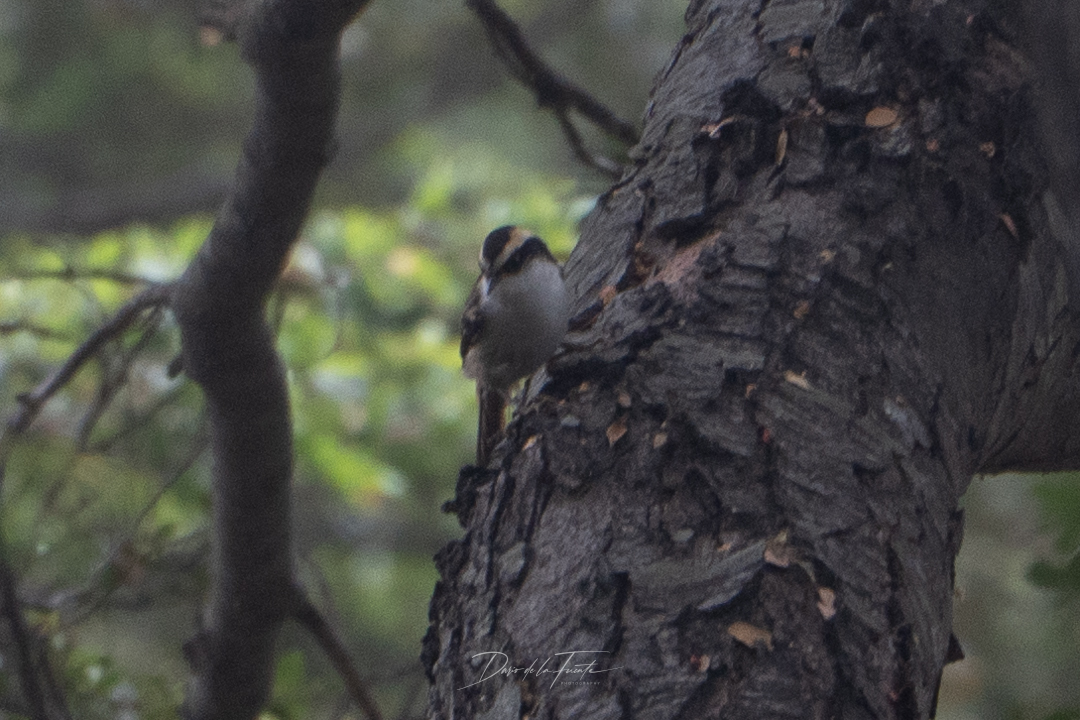 Thorn-tailed Rayadito (Aphrastura spinicauda), photo 7