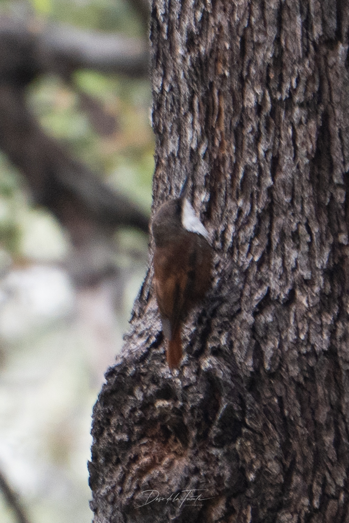White-throated Treerunner (Pygarrhichas albogularis), photo 1