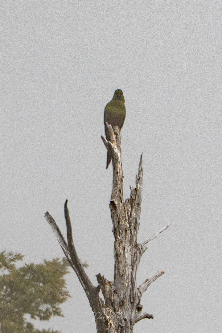 Austral Parakeet (Enicognathus ferrugineus), photo 2