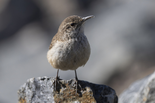 Rock Wren (Salpinctes obsoletus), photo 4
