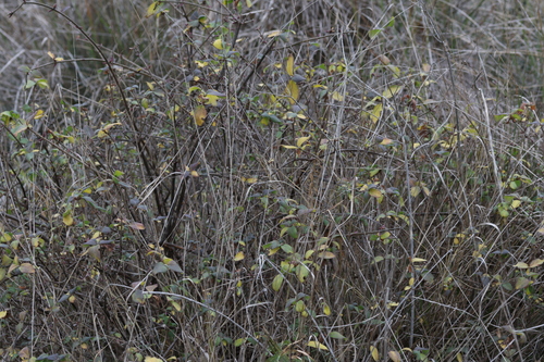 Etruscan Honeysuckle (Lonicera etrusca)