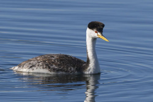Clark's Grebe (Aechmophorus clarkii), photo 4