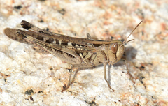 Rhammatocerus viatorius