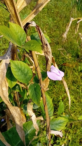 soft butterfly-pea