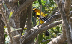 Icterus nigrogularis