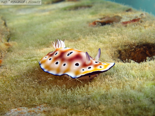 Photo of Leopard goniobranchus (Goniobranchus leopardus)