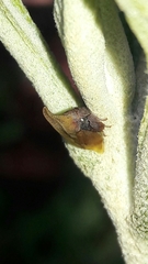 Enchenopa squamigera