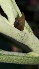 Enchenopa squamigera