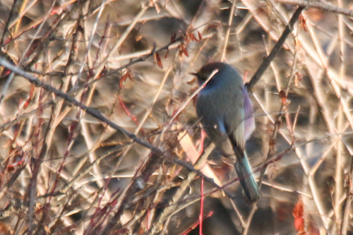 White-browed Tit-warbler (Leptopoecile sophiae), photo 1