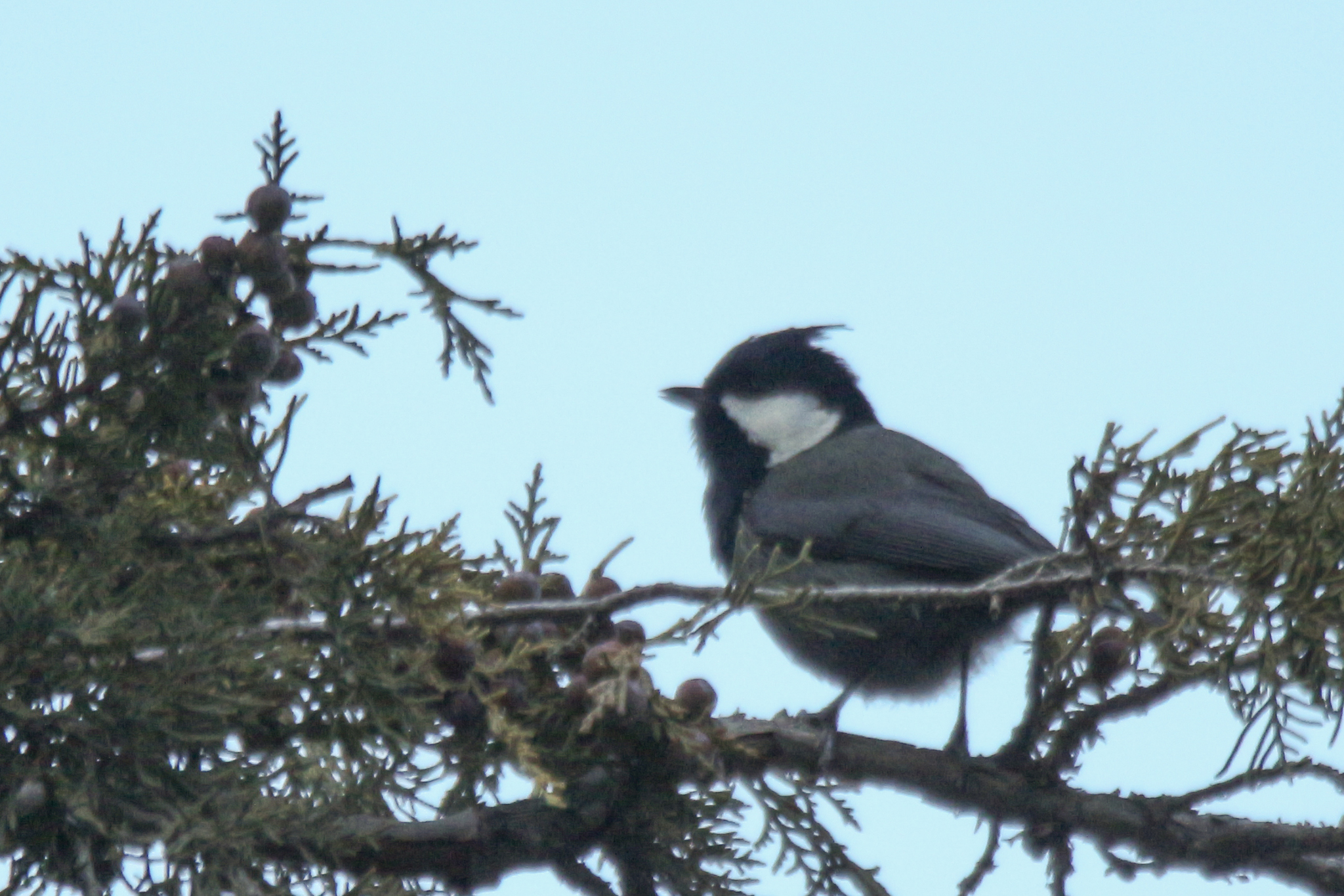 Rufous-naped Tit (Periparus rufonuchalis), photo 7