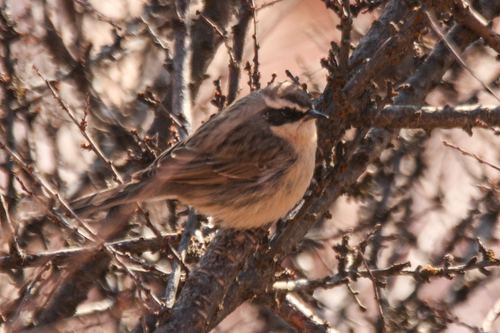 Brown Accentor (Prunella fulvescens), photo 2