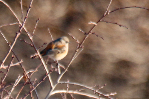 Eversmann's Redstart (Phoenicurus erythronotus), photo 2