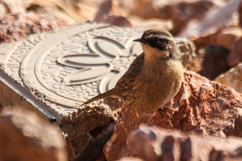 Brown Accentor (Prunella fulvescens)