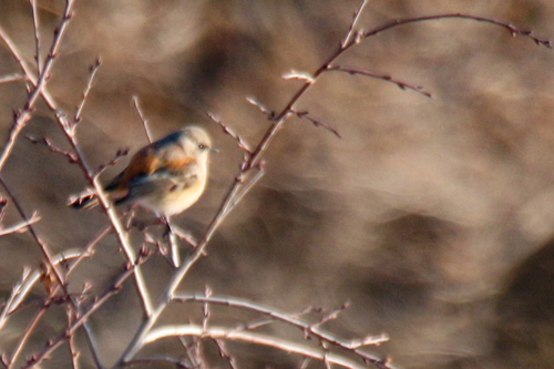 Eversmann's Redstart (Phoenicurus erythronotus)