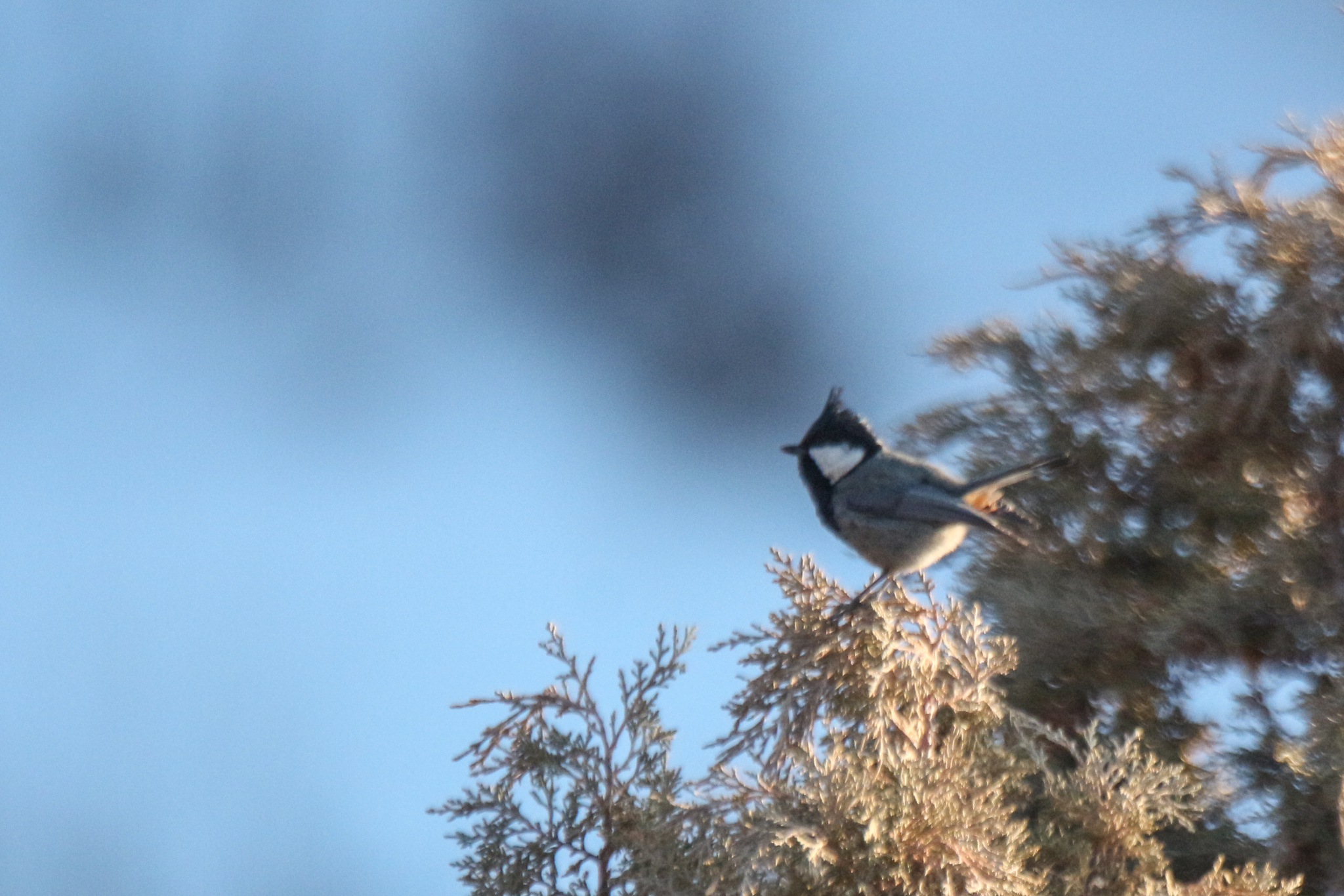 Rufous-naped Tit (Periparus rufonuchalis), photo 5
