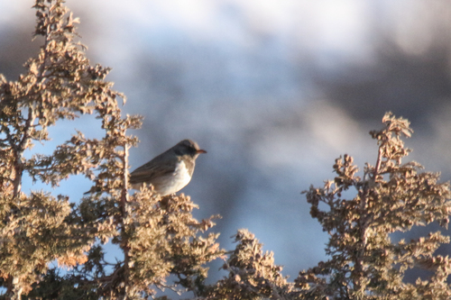 Black-throated Thrush (Turdus atrogularis), photo 2