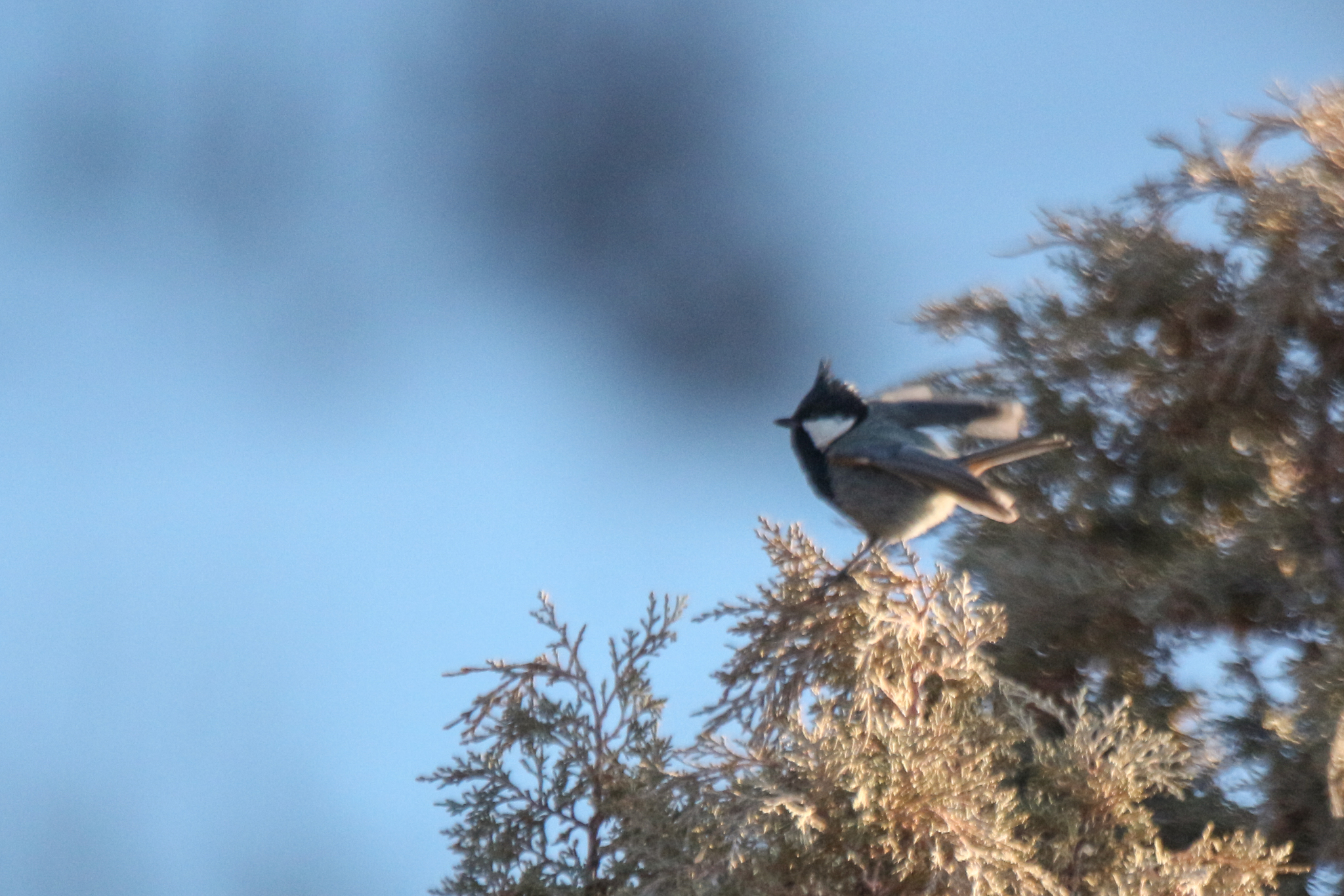 Rufous-naped Tit (Periparus rufonuchalis), photo 6