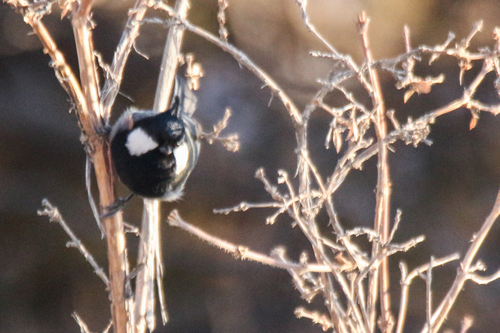 Rufous-naped Tit (Periparus rufonuchalis)