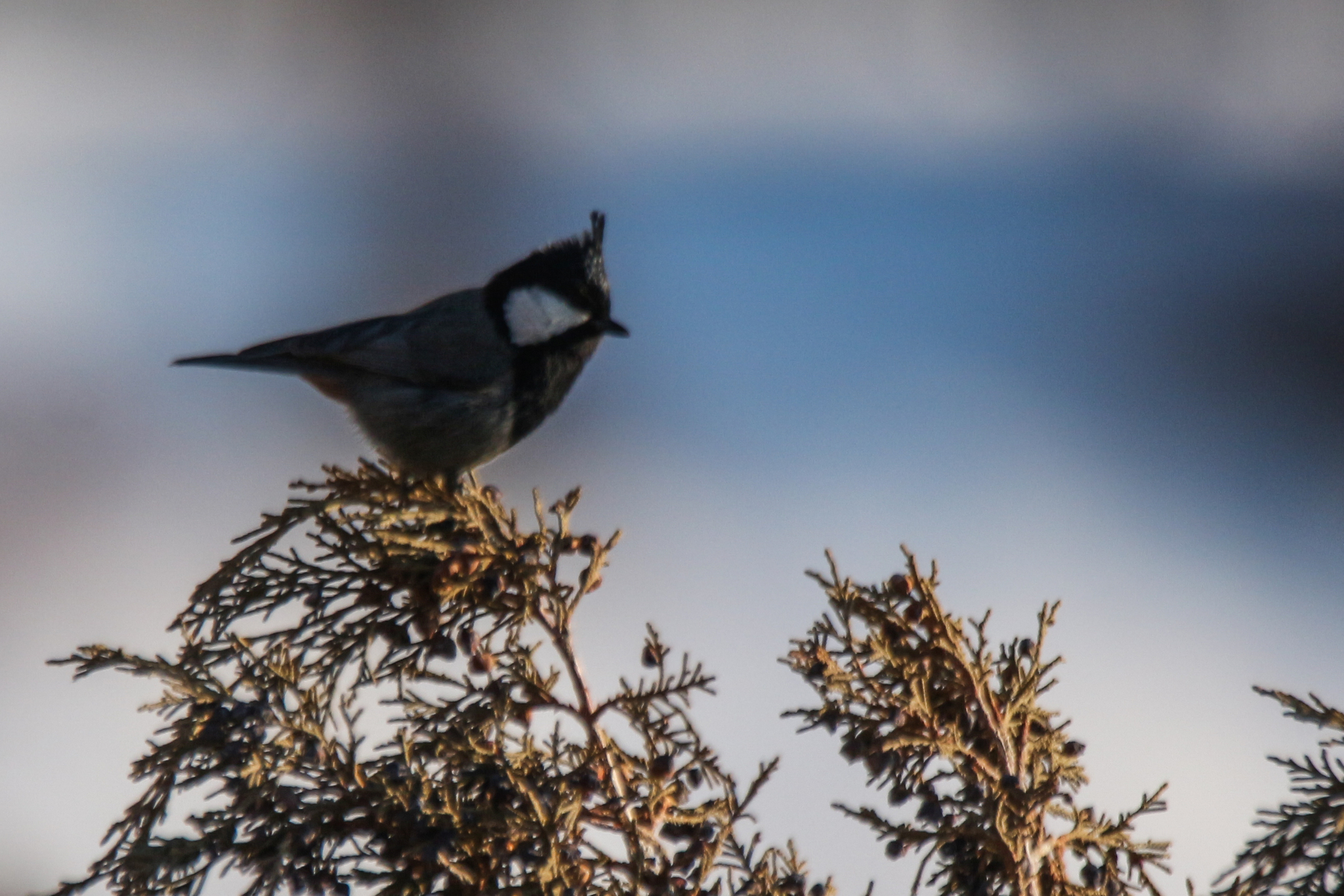 Rufous-naped Tit (Periparus rufonuchalis), photo 2