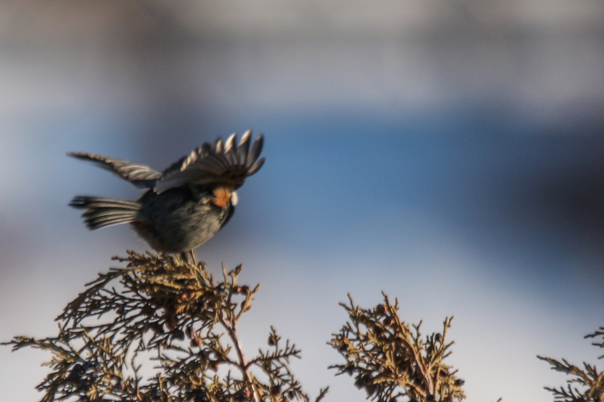 Rufous-naped Tit (Periparus rufonuchalis), photo 4
