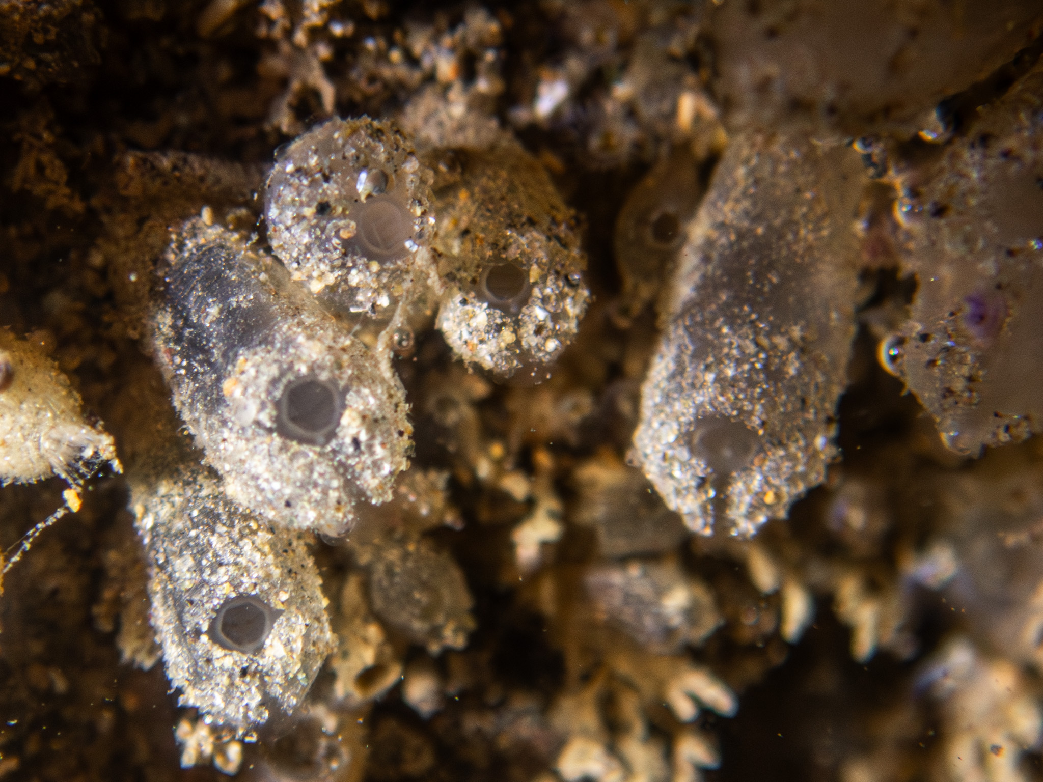 Euherdmania claviformis (Ritter, 1903)