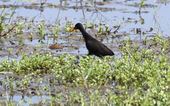 Jacana jacana