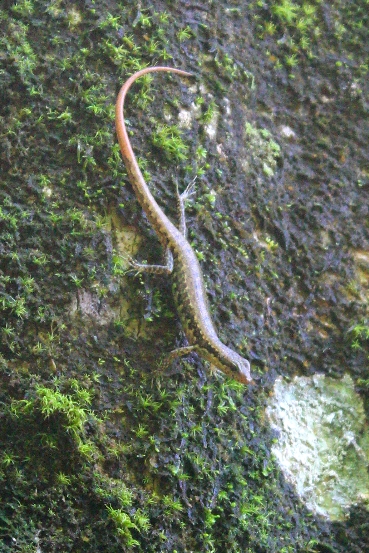 Java Black-Spotted Forest Skink photo 6