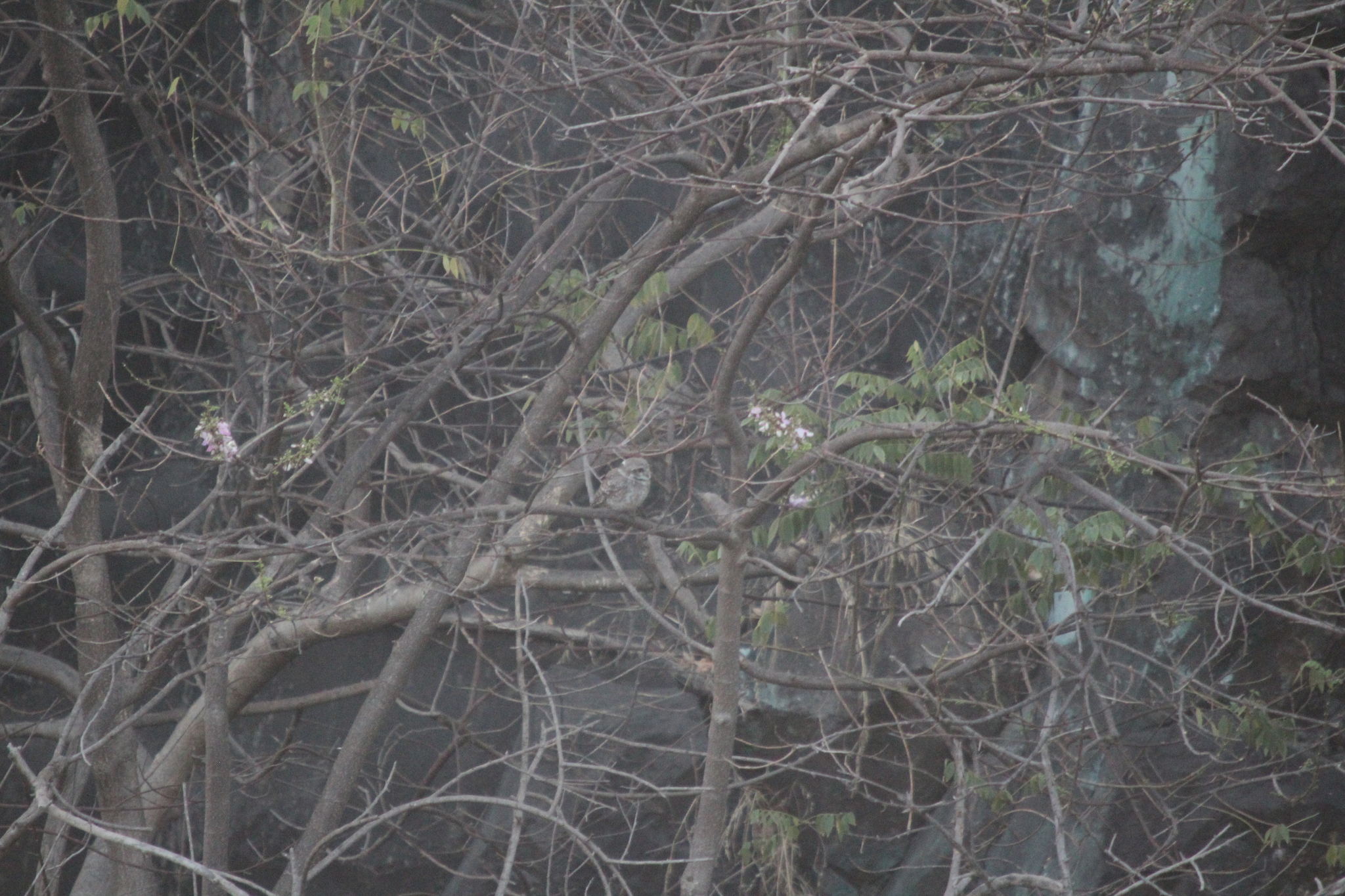 Spotted Owlet (Athene brama), photo 2