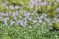 Pontederia crassipes