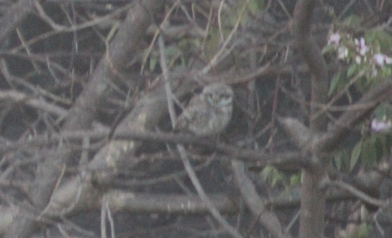 Spotted Owlet (Athene brama), photo 3