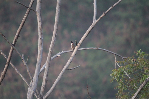 Red-whiskered Bulbul (Pycnonotus jocosus), photo 6