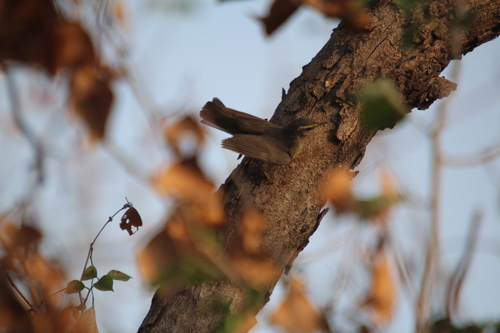 Sulphur-bellied Warbler (Phylloscopus griseolus)