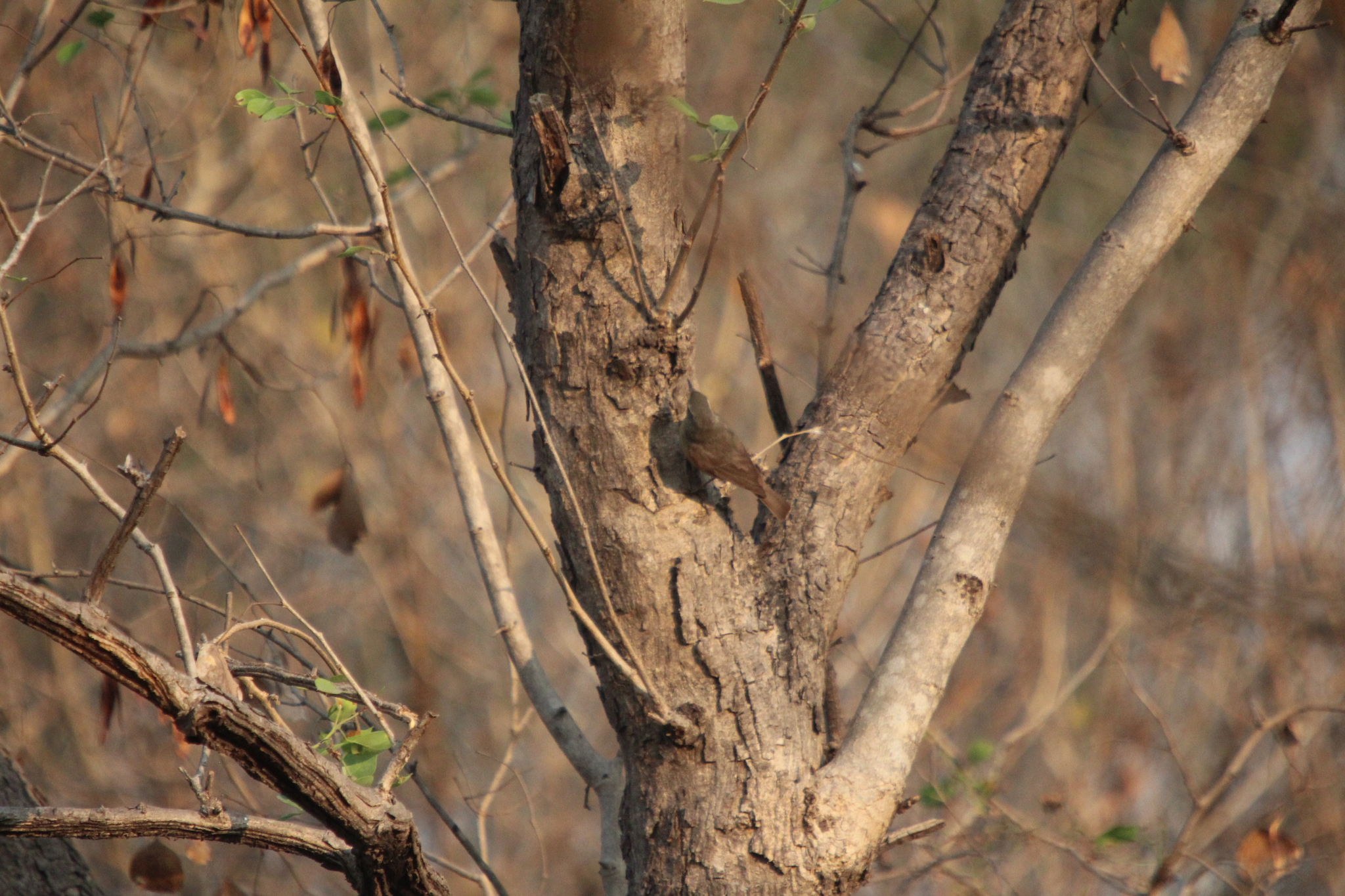 Sulphur-bellied Warbler (Phylloscopus griseolus), photo 2