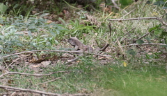 Ameiva praesignis