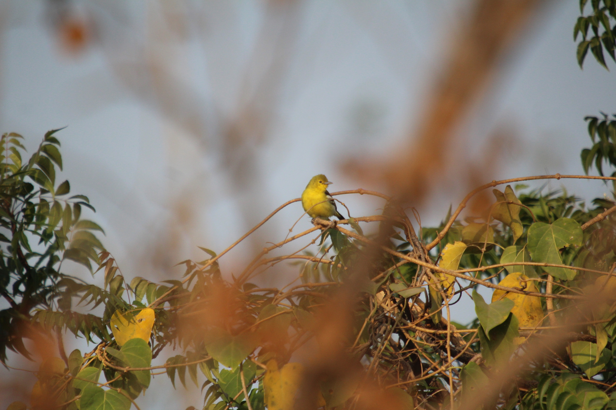 Common Iora (Aegithina tiphia), photo 4
