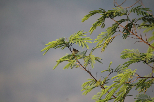 Plain Prinia (Prinia inornata), photo 5