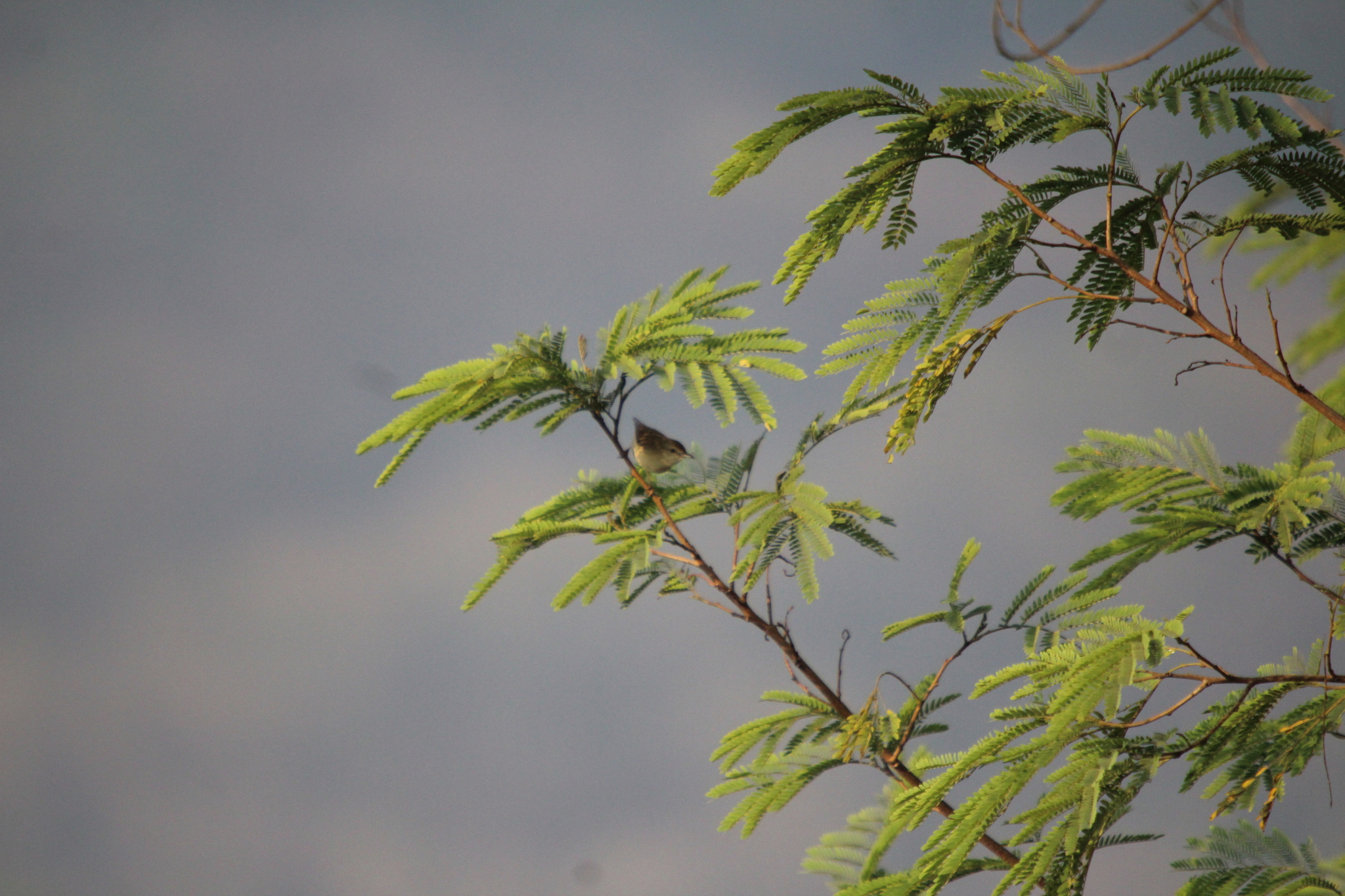 Plain Prinia (Prinia inornata), photo 7