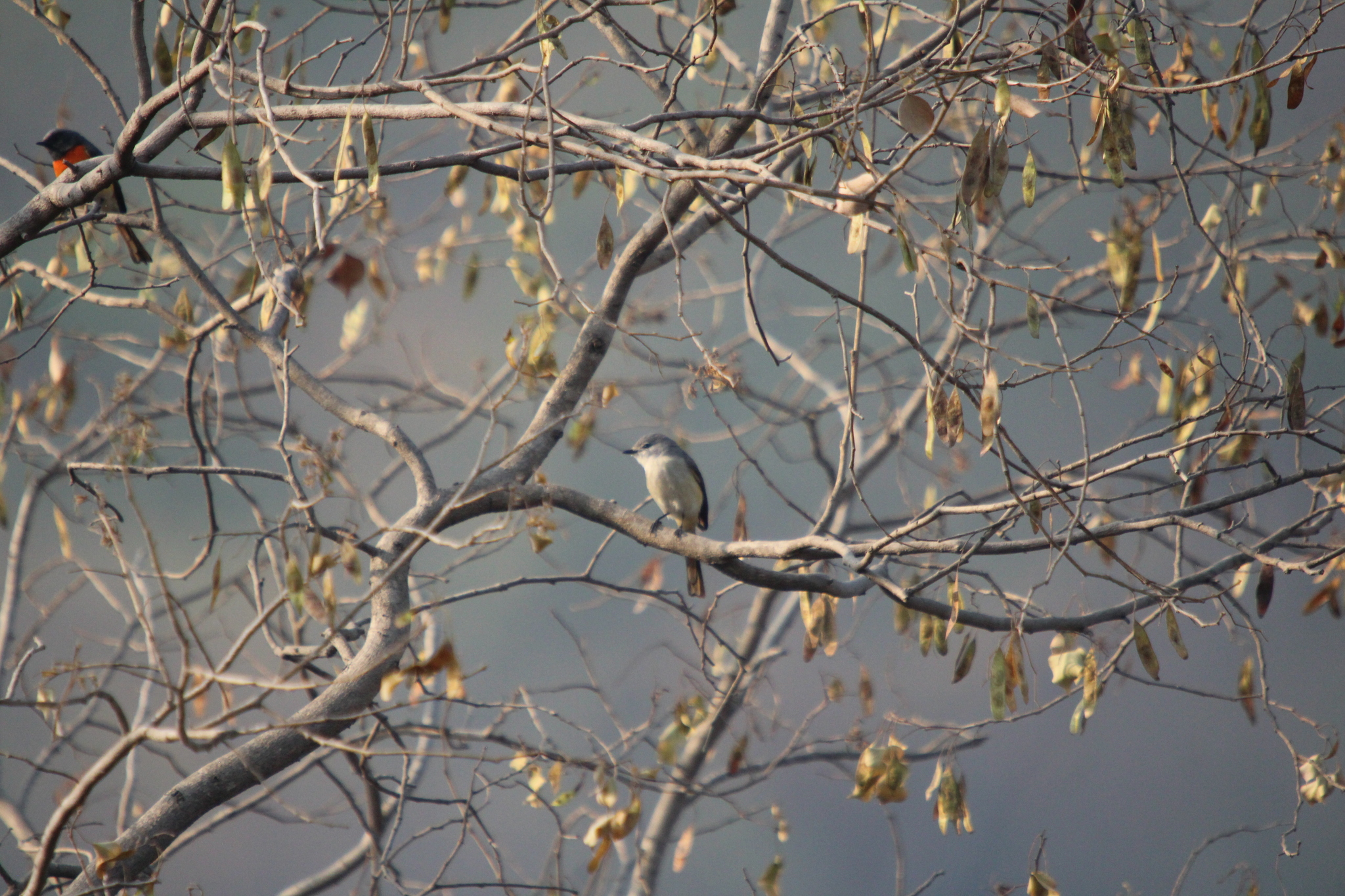 Small Minivet (Pericrocotus cinnamomeus), photo 2