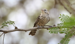 Campylorhynchus nuchalis