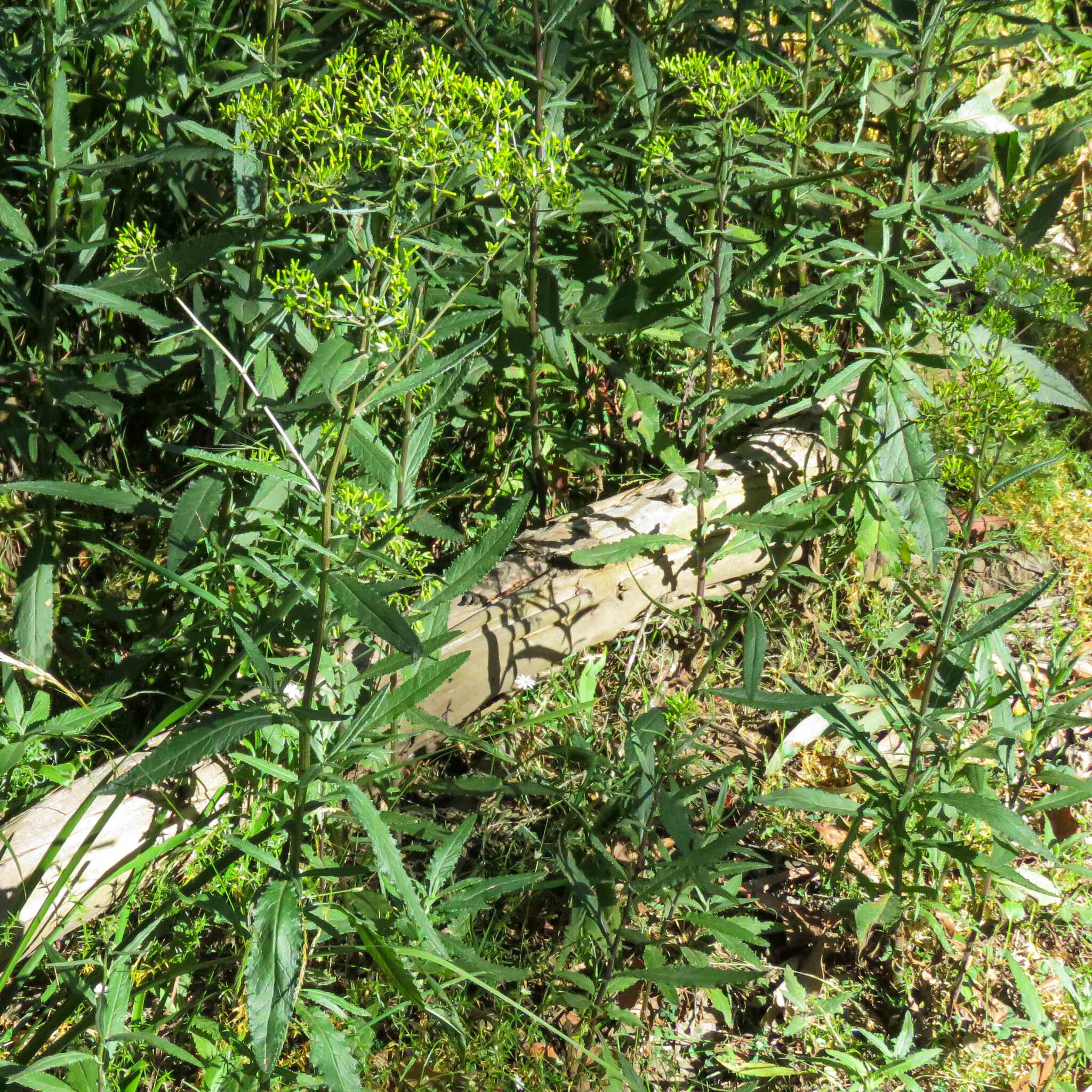 Imagem de Senecio minimus