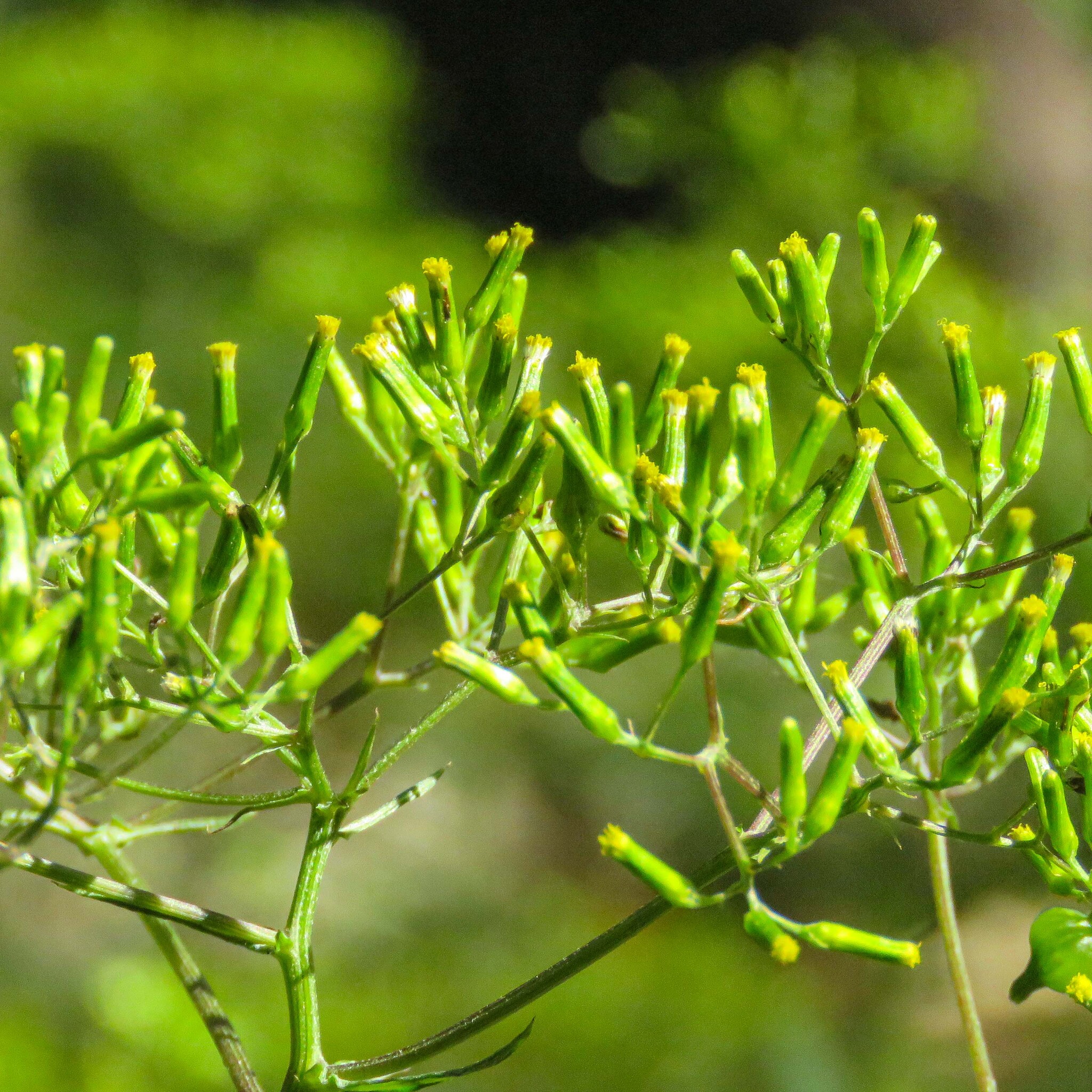 Imagem de Senecio minimus