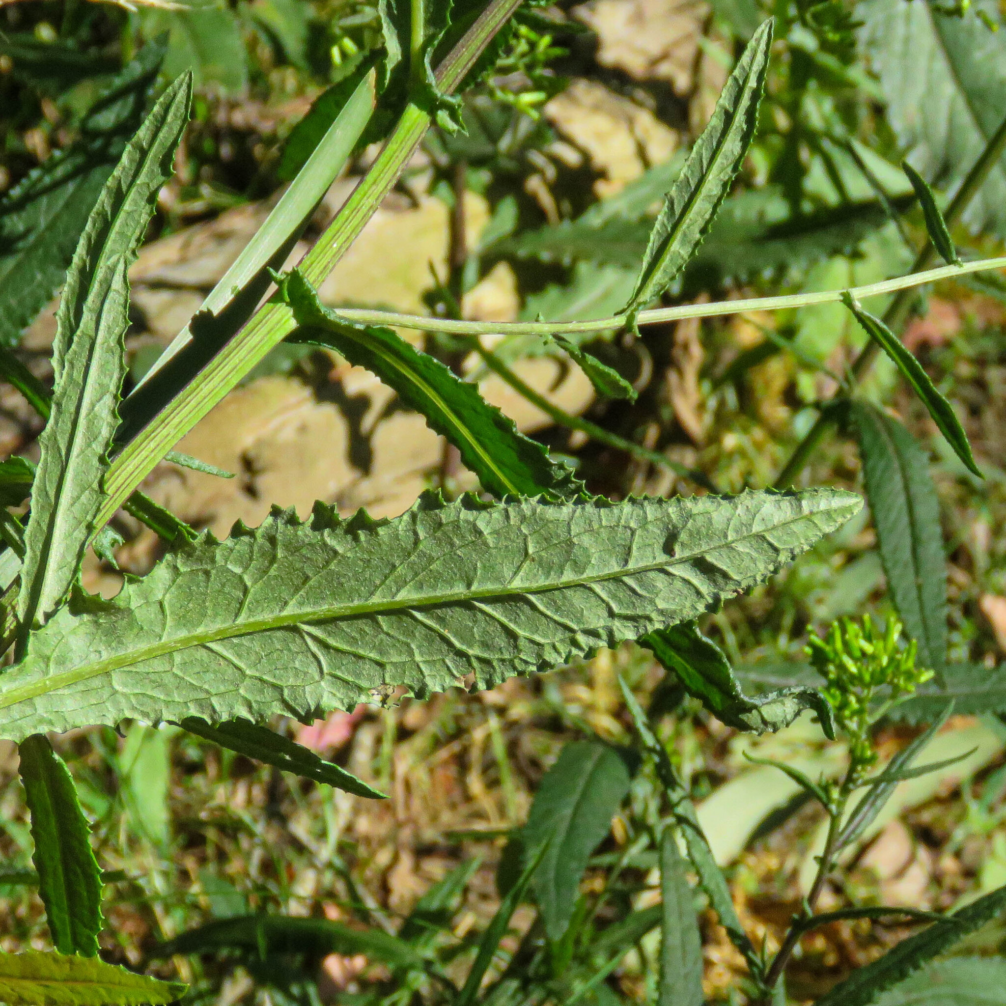 Imagem de Senecio minimus