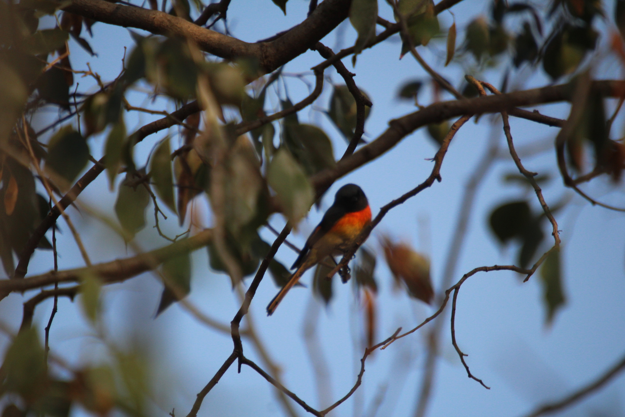 Small Minivet (Pericrocotus cinnamomeus), photo 1